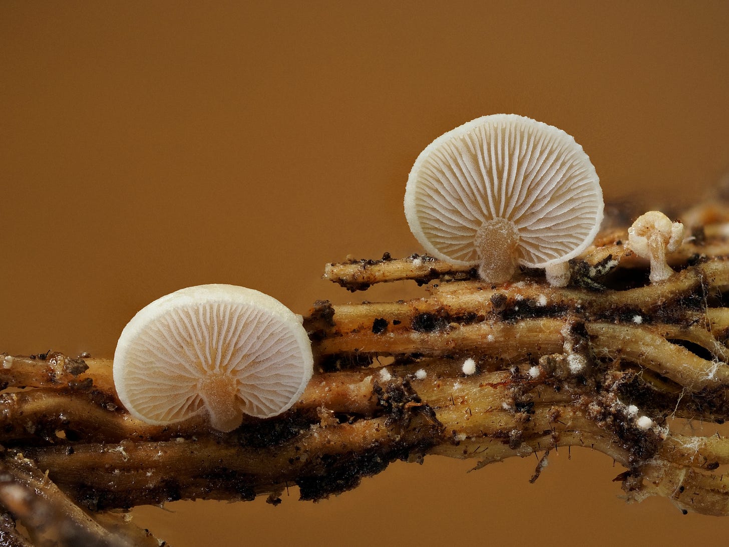 two small oysterling mushrooms