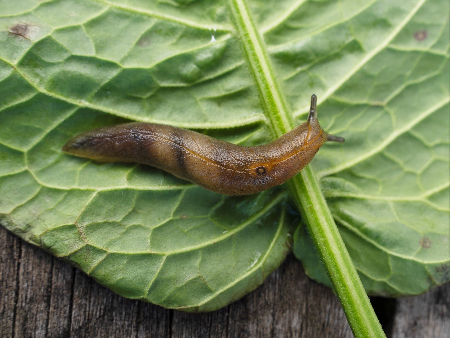 Leaf-veined slug (Athoracophoridae, native) on leaf
