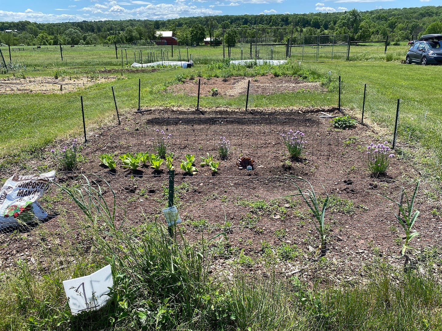 Garden plot with small stakes and low fence of chickenwire, with rows of young lettuce. Other plots, trees and sky in background.