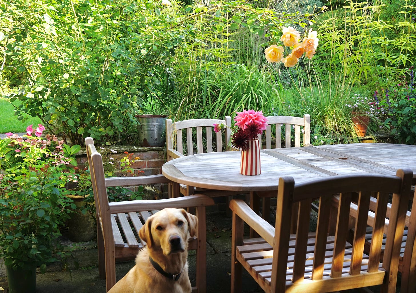 a Labrador sitting by a garden table in a cottage garden