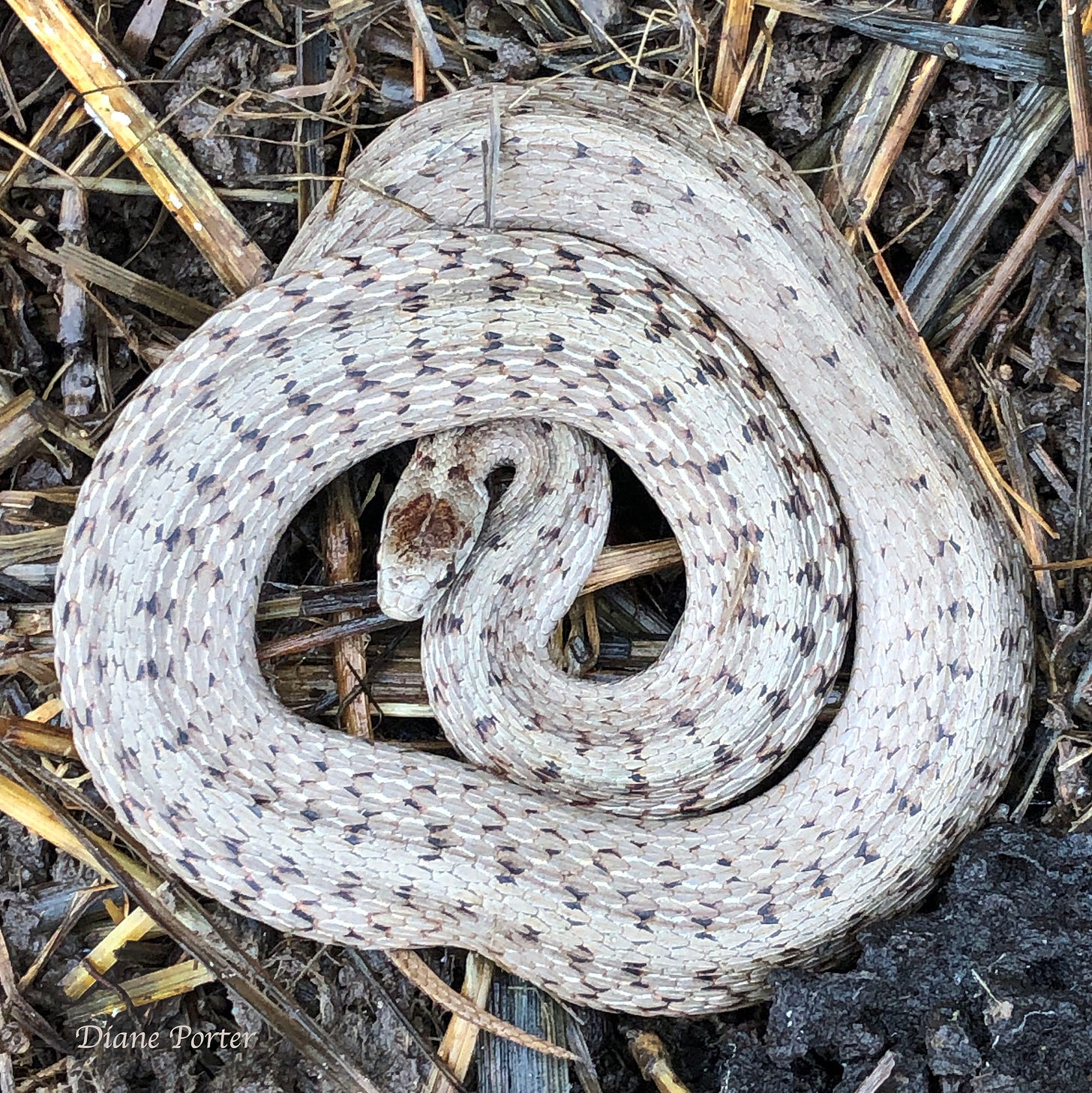 DeKay's Brownsnakes have a double smudge on top of the head. This individual is pale grey.