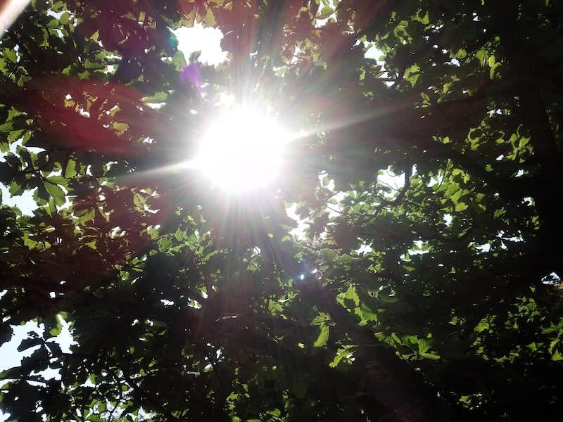  Sunlight streaming through the leaves of oak tree by Lombroso, 2015