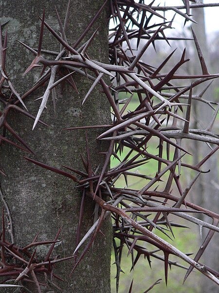 a zoomed in photo of the honey locust, showing a tangled array of thorns. they resemble barbed wire