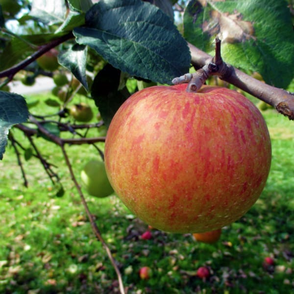 Moore Orchards