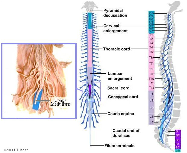 Neuroanatomy Online: Lab 2 (ƒ4) - External and Internal Anatomy of the  Spinal Cord - External Landmarks - Gross View