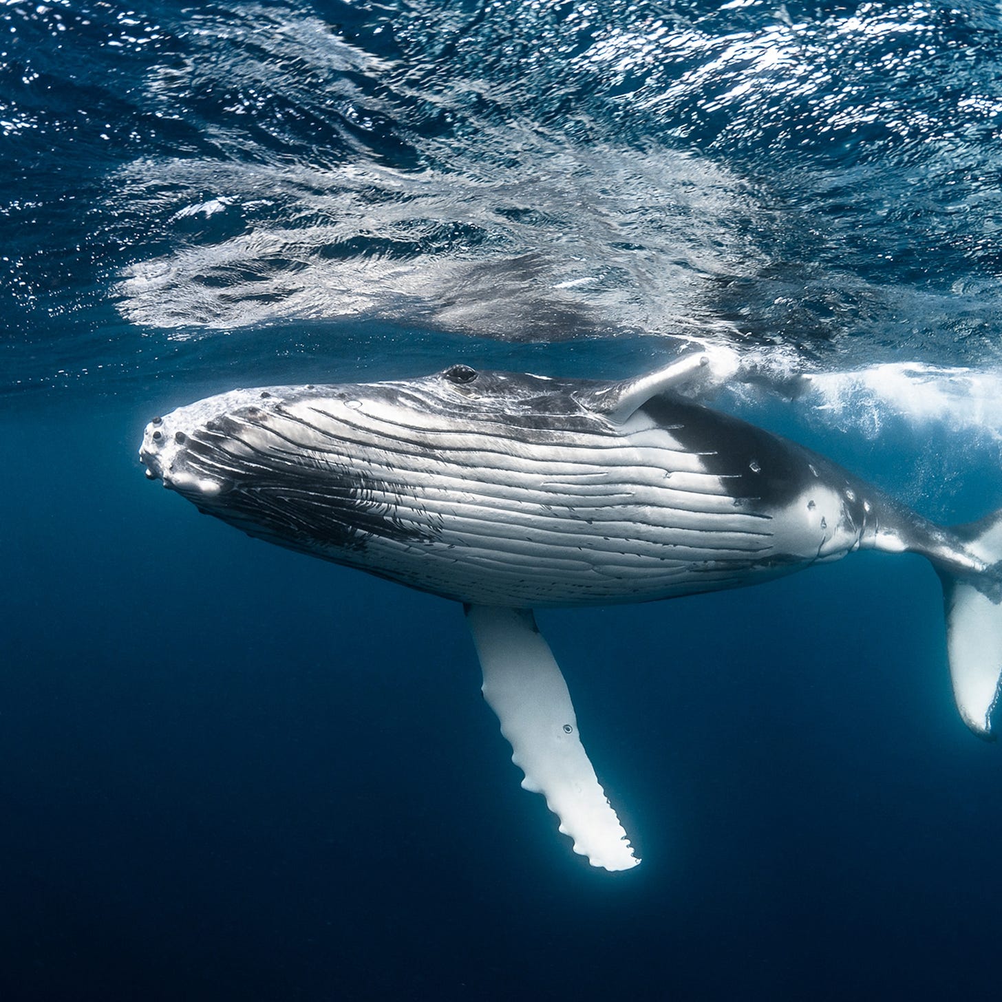 How much is a whale worth? Millions to combat climate change