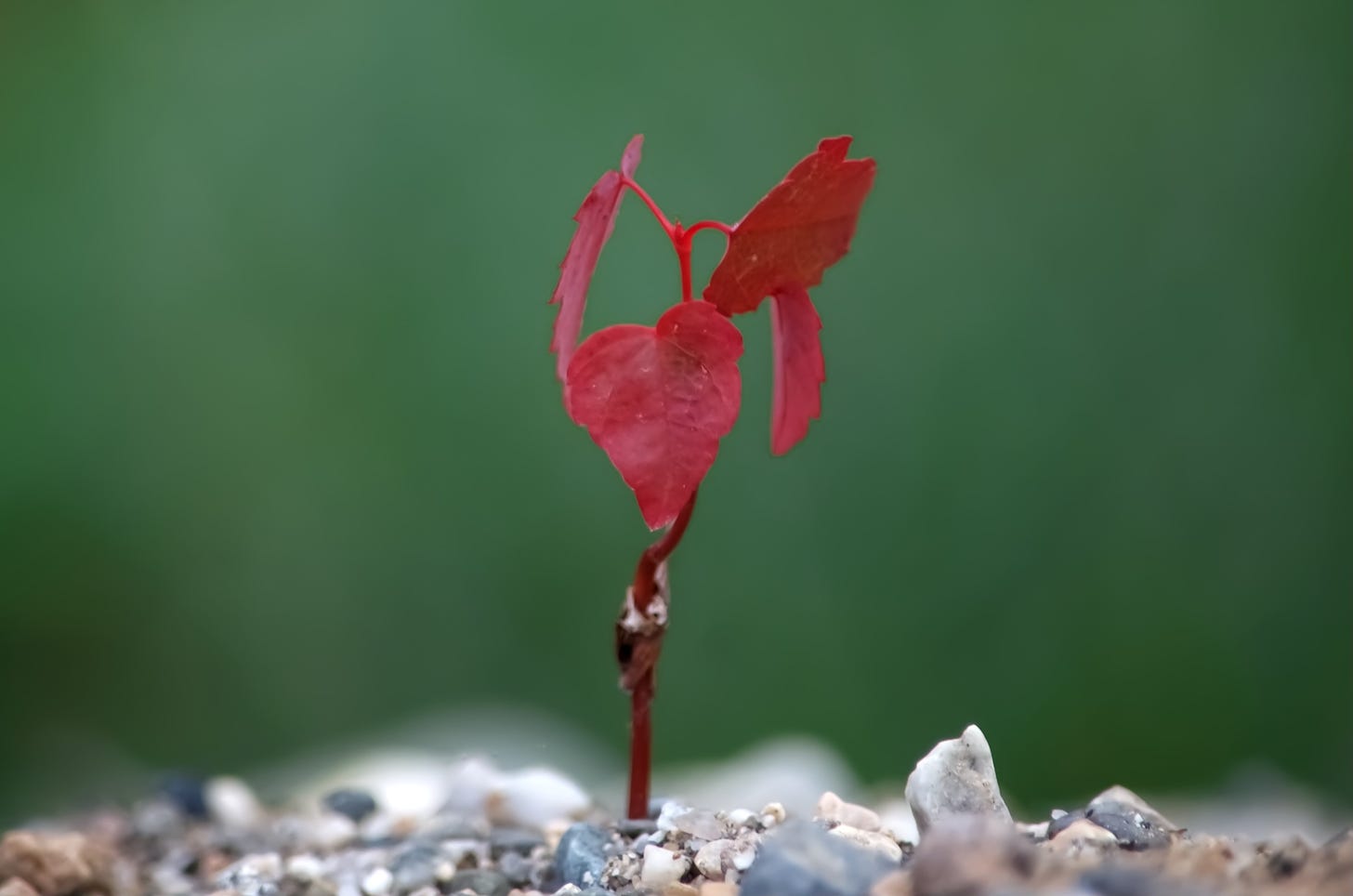 A bright red maple seedling sprout from a gravel driveway.