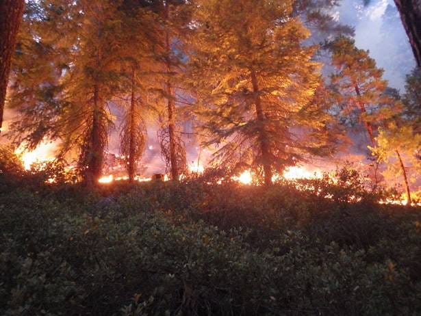 A forest fire at night

AI-generated content may be incorrect.