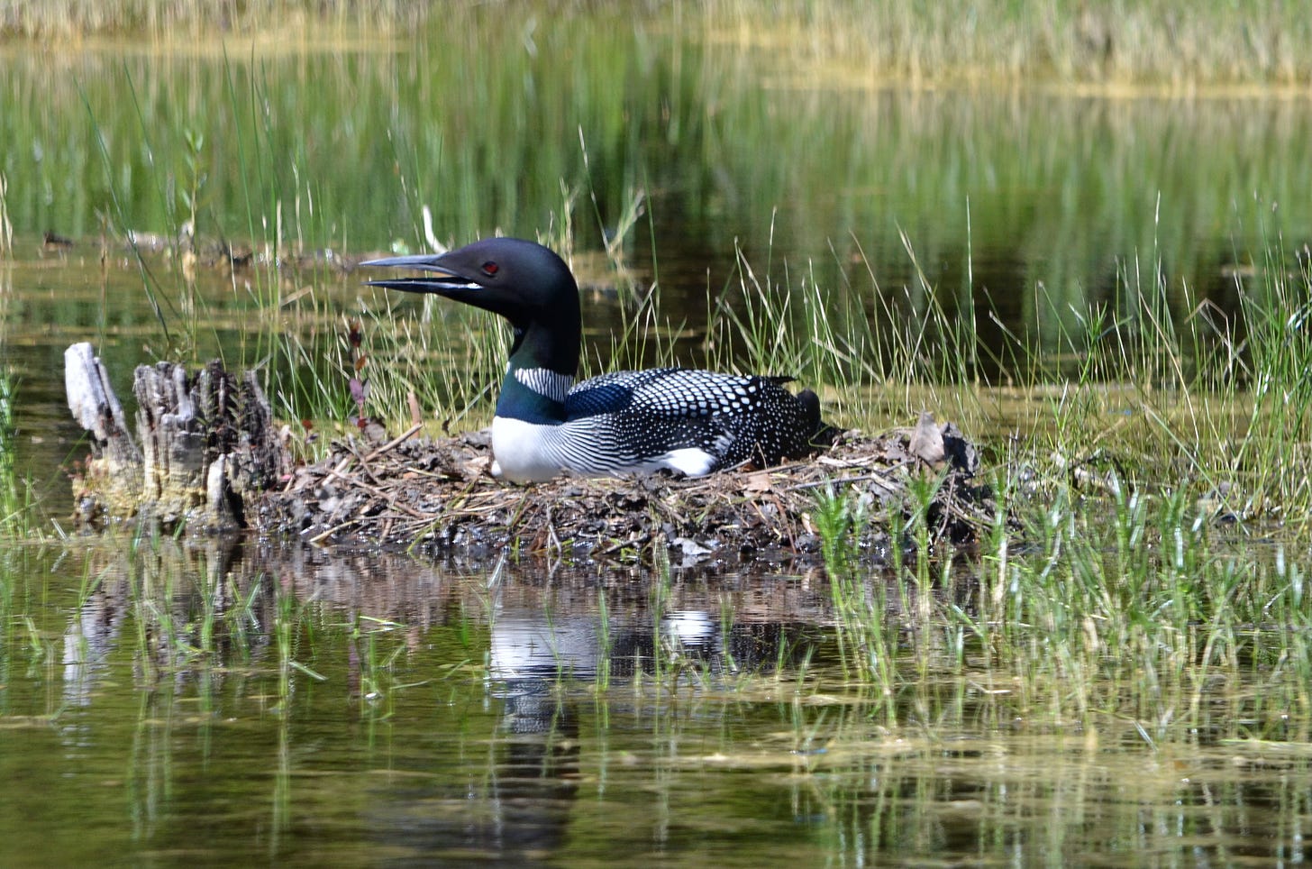 A Common Loon in summer plumage sits on a nest on a hot day at Jordan Pond in Acadia National Park.