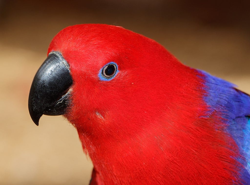 Close-up on the head and shoulders of a female Moluccan eclectus parrot, who is gazing slightly aside and below the camera lens. Her head is finely feathered in brilliant cherry red, shading to cobalt blue over her shoulders; the feathers in a thin ring around her black eye are periwinkle blue. Her large, curved and pointed beak is also black.
