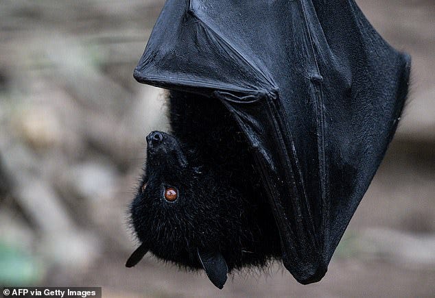 Bats have the highest proportion of coronaviruses and are considered reservoirs for them