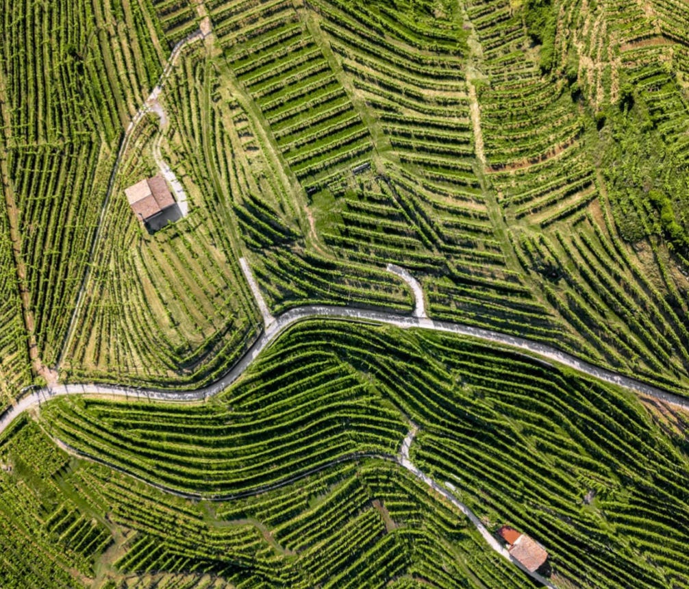 vineyards of Conegliano Valdobbiadene Prosecco