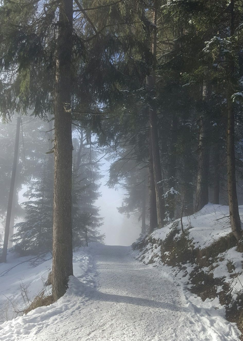 green pine trees with snows