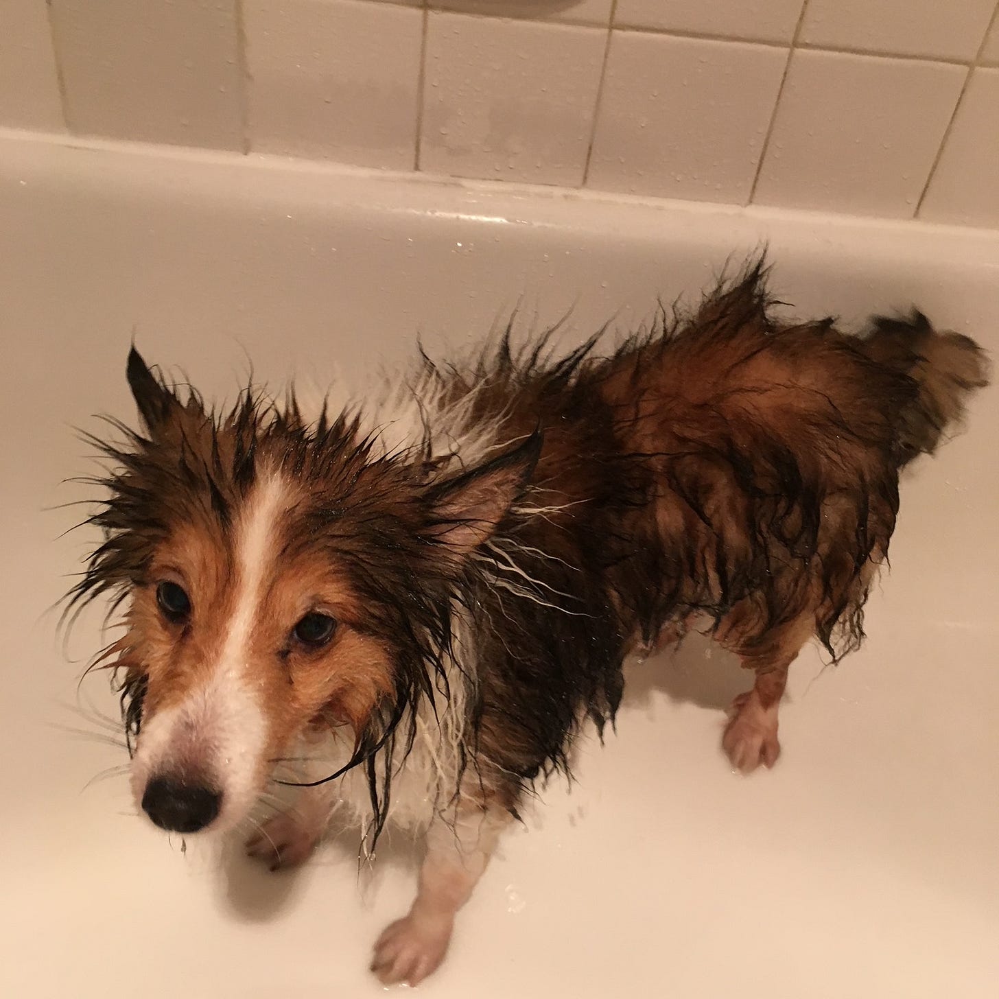 Very small red and white sheltie wet in a tub