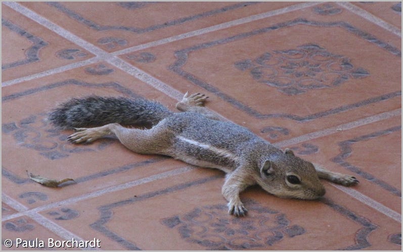 Harris’s Antelope Squirrel stretched out on our patio