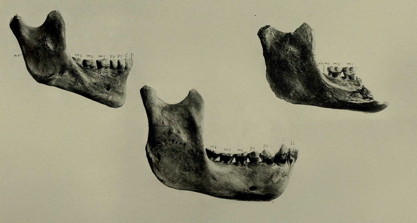 Black and white image of three jaws seen from the side, a human, orangutan, and Piltdown broken jawbone Black and white image of three jaws seen from the side, a human, orangutan, and Piltdown broken jawbone