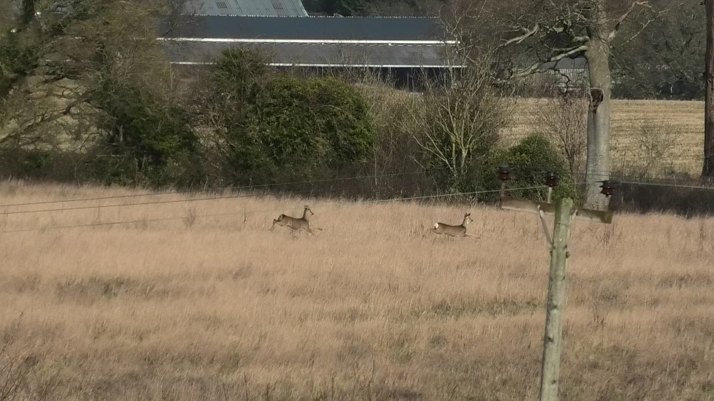 deer disturbed by the BSV