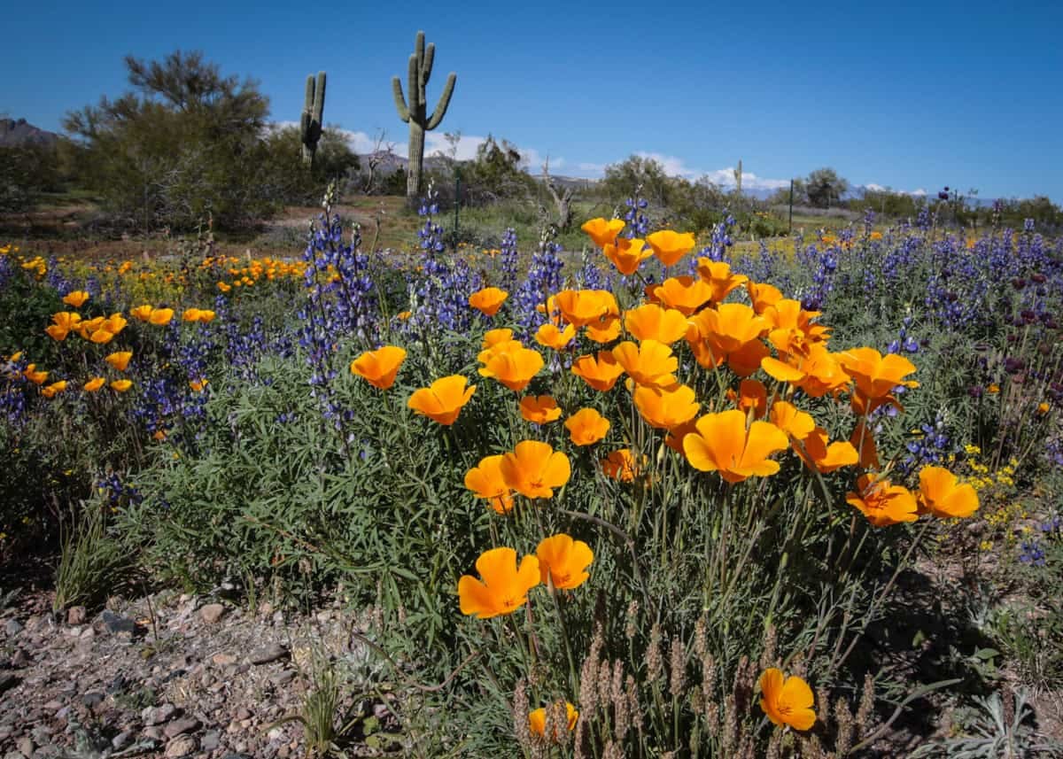 Photo of the dessert with poppies and other wildflowers blooming in the foreground