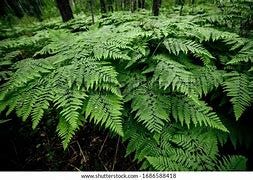 Image result for ferns beautiful deep rich green