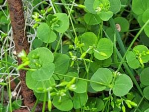 Drymaria cordata subsp. cordata : Tropical Chickweed | Atlas of Living  Australia