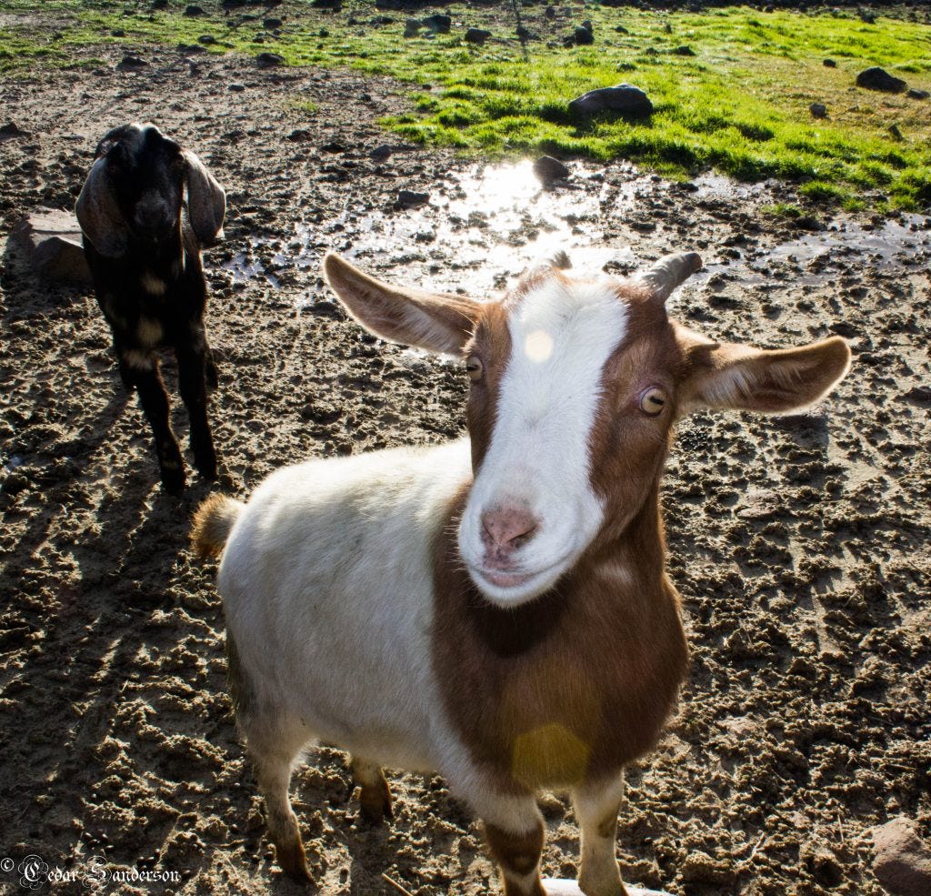 Small livestock