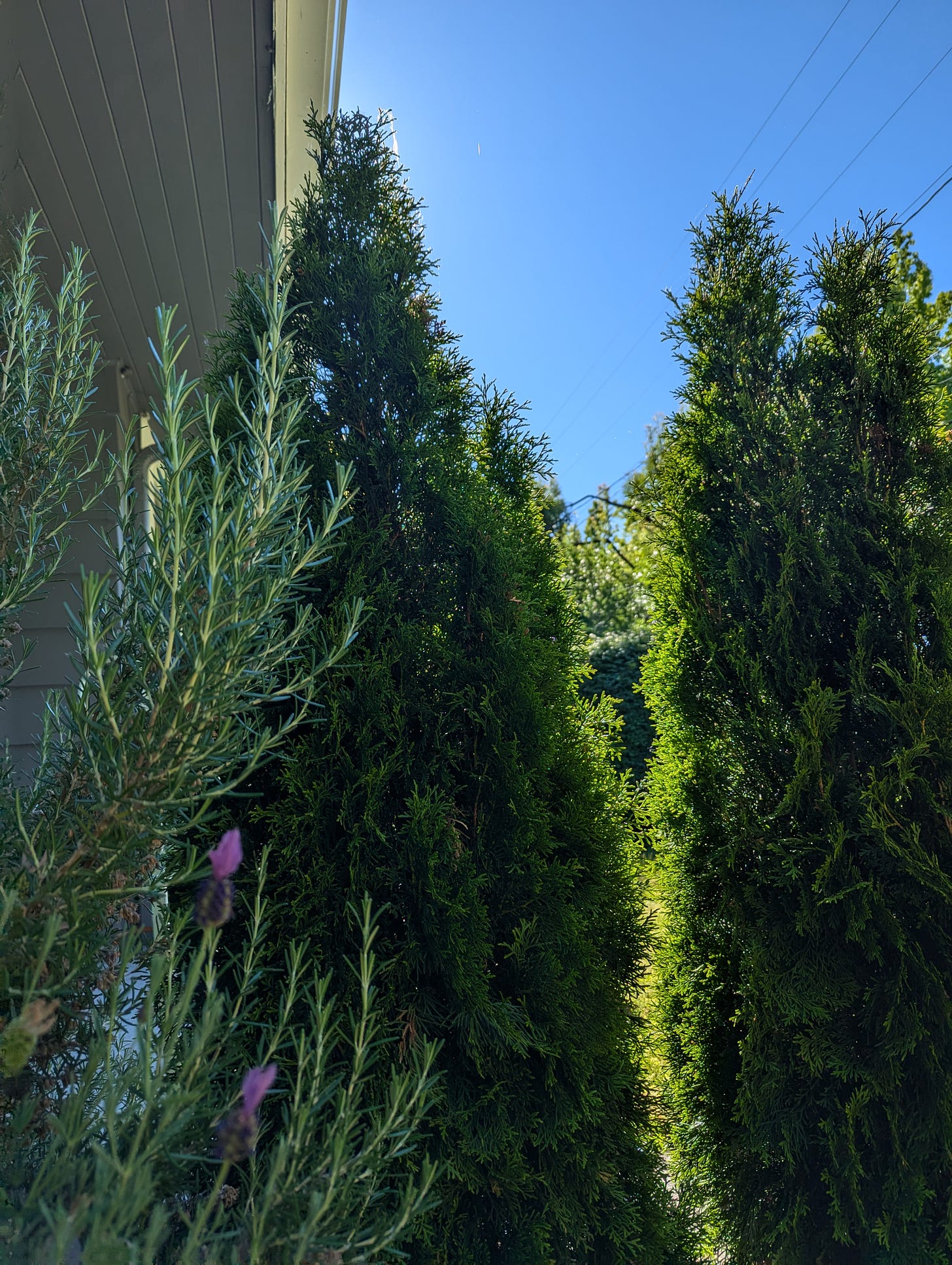 a view of the sky through two arborvitae tops with a side of rosemary.  The viewer is in shade