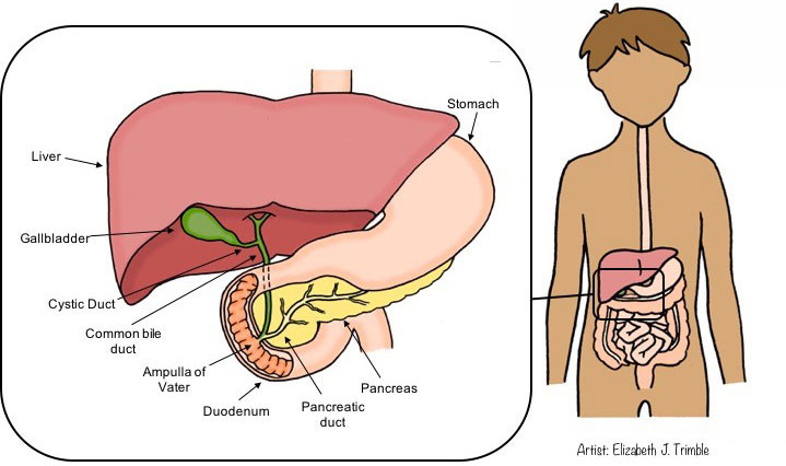 Gallbladder Disease in Children - HealthyChildren.org