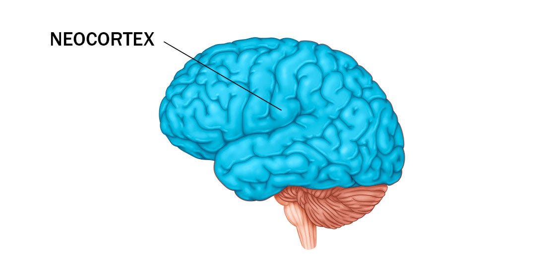 ▷ El Neocórtex o isocórtex, anatomía y función - PsicoActiva