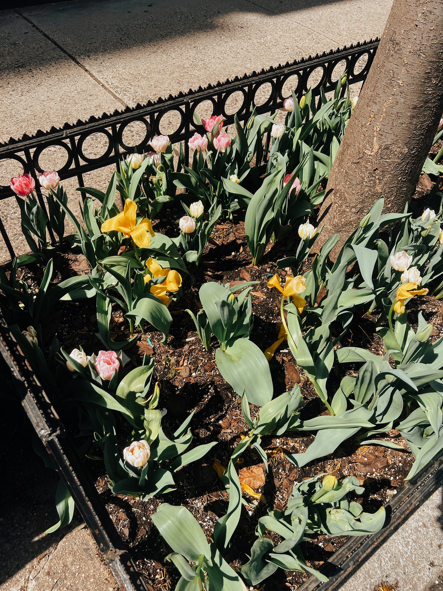 It’s tulip season in NYC