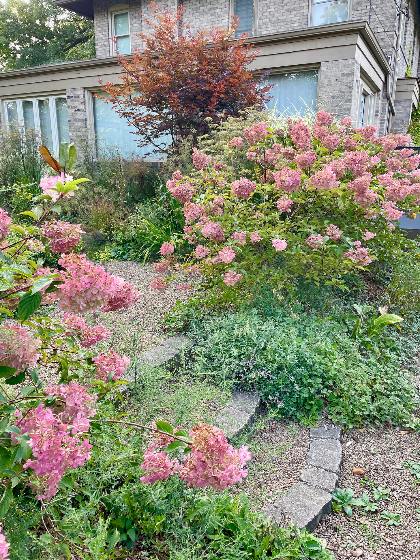 Hydrangea ‘Vanilla Strawberry’ has finally got going at the far end of the Hot Border and creates a nice transition to the Fruit Tunnel. 