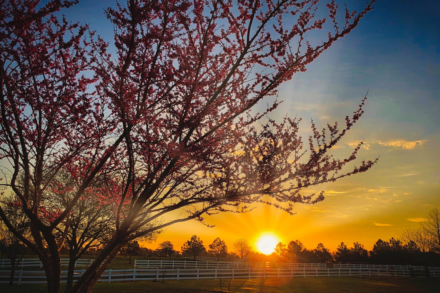 The sun arises over the horizon with rays reaching outward; a white rail fence and a blooming redwood tree frame the foreground