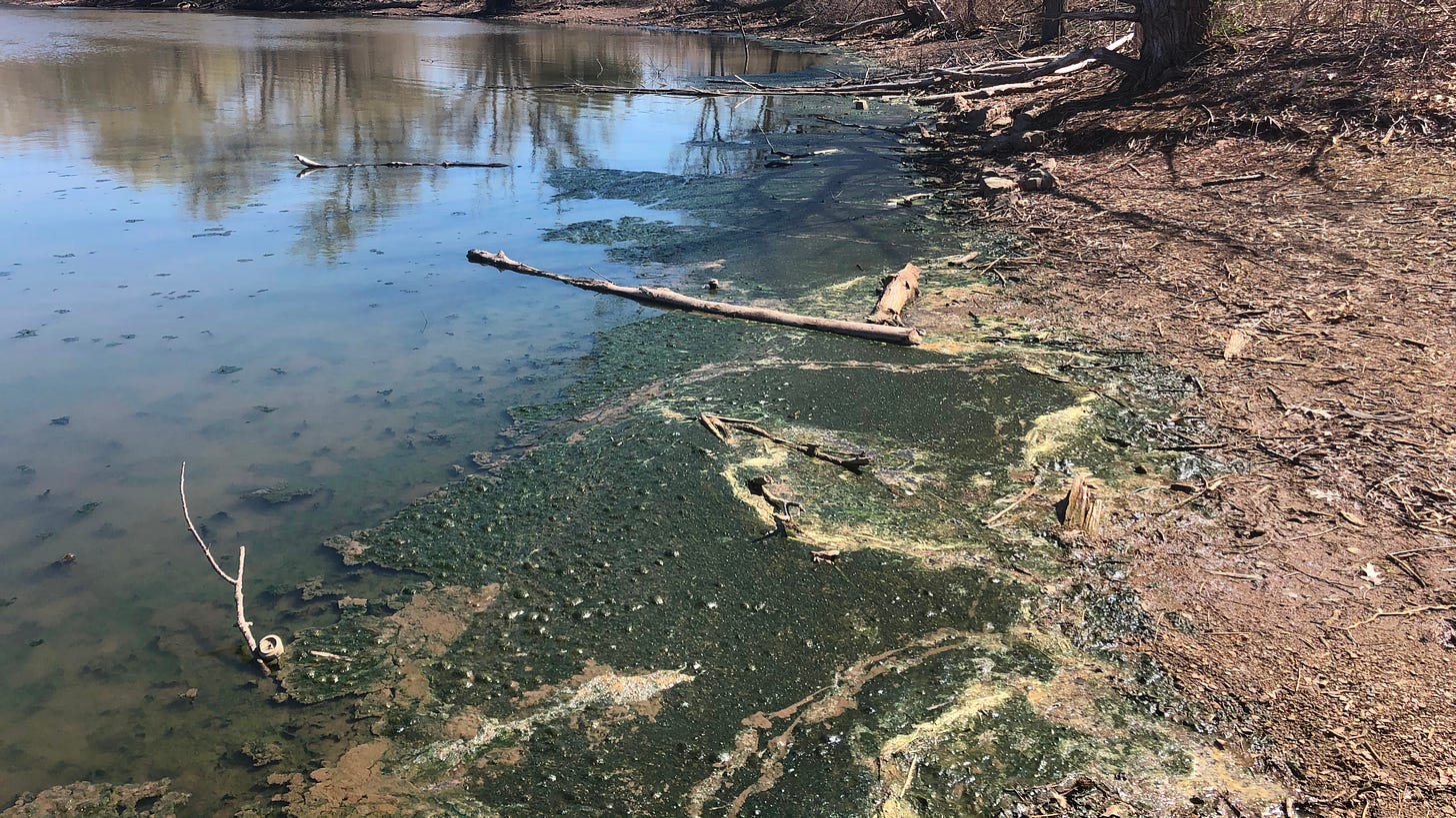 Low water levels and excessive nutrients helped create large mats of algae in 2021 - this type of algae looks and smells putrid and is easily mistaken for raw sewage - photo by Chris McLaughlin