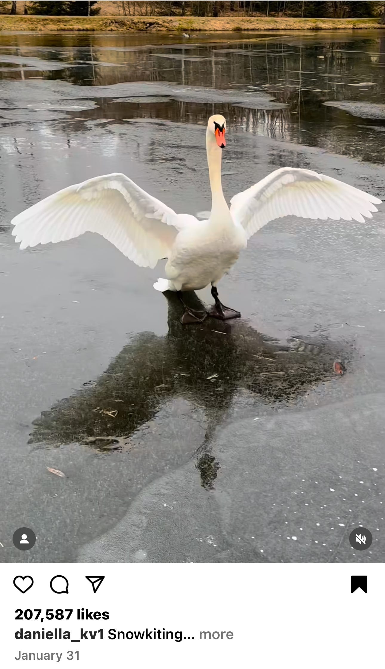 A swan gliding across a frozen lake, wings outspread