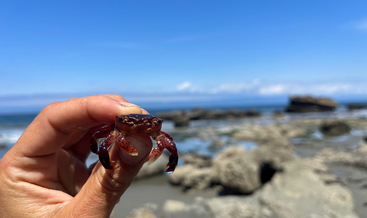 a hand holds a small crab against backdrop of the ocean