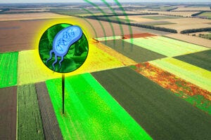 MIT engineers engineered bacteria to produce hyperspectral signals that can be detected as far as 90 meters away. Their work could lead to the development of bacterial sensors for agricultural to monitor crop health, for example. Credits:Image: Jose-Luis Olivares, MIT; iStock
