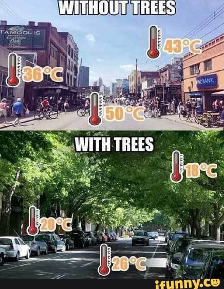 Want to stay cool? Plant some damn trees! - WITHOUT TREES - iFunny Brazil