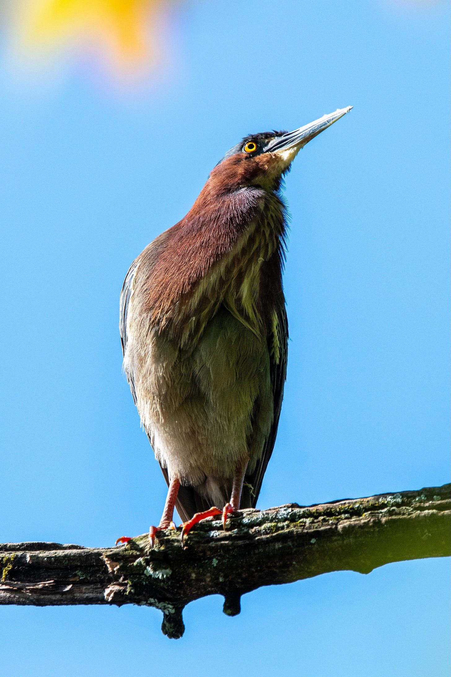 Against a blue sky, a bird with a ruddy-brown breast, a slate-blue cap, and a yellow eye cranes its neck up