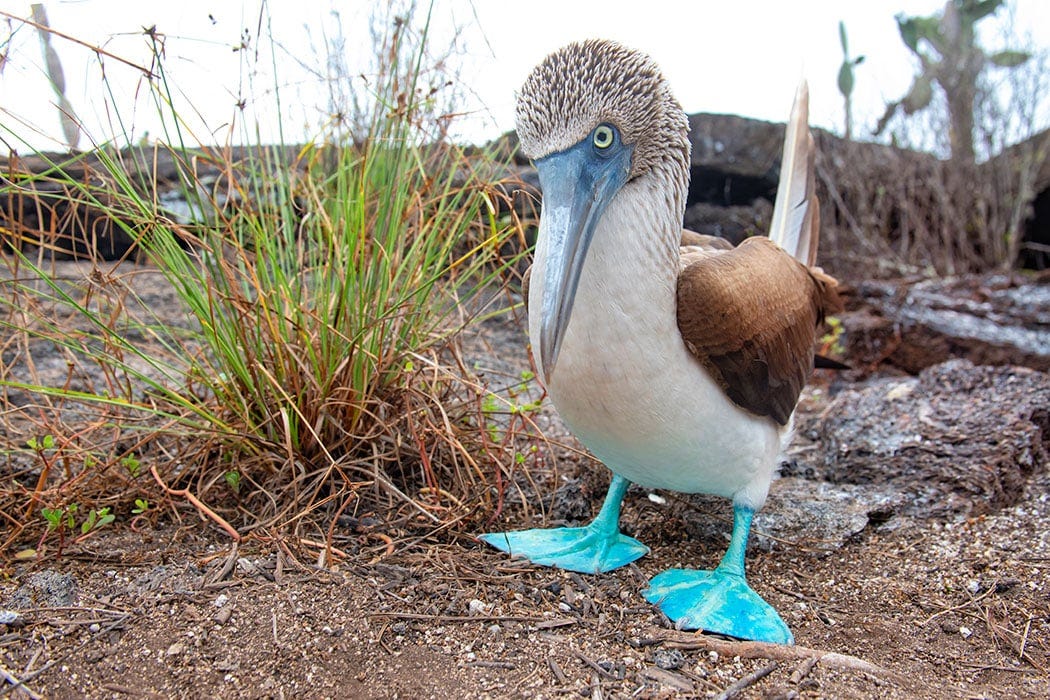 Adopt a Blue-footed Booby | Symbolic Adoptions from WWF