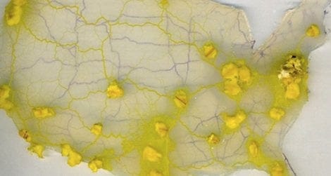 A slime mold is used to design an efficient U.S. interstate system.