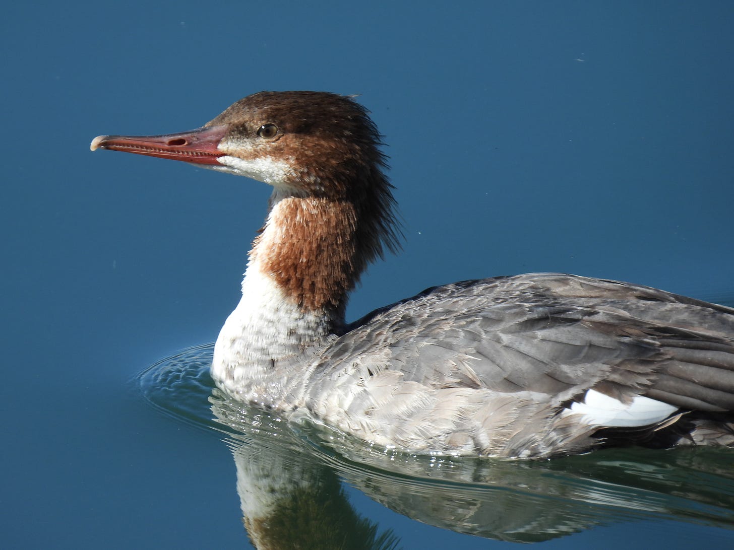 A spectacular waterbird with a gray body, a bright rusty head and a long, narrow beak. She is moving through beautiful, gently rippling water, going from right to left.