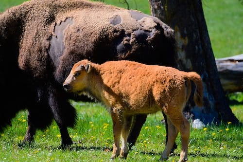 Free Buffalos Stock Photo