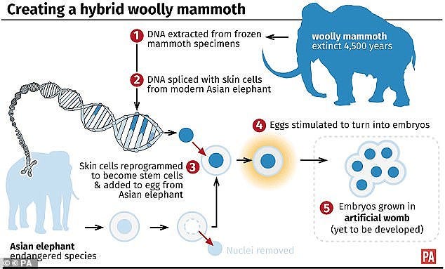 Scientists have made a breakthrough that allows them to make pluripotent stem cells out of elephant cells. By combining these with genes taken from a frozen woolly mammoth they hope to one day create hybrid eggs that can be grown into embryos in an artificial womb