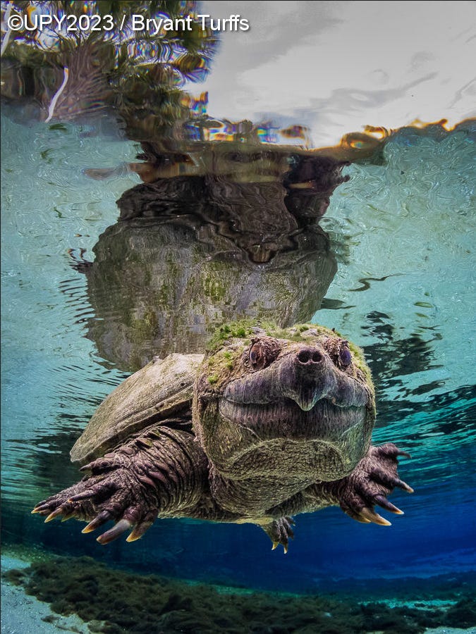imagen de una tortuga mordedora en Florida