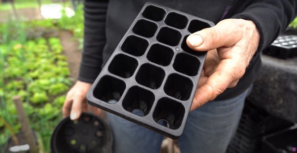 15-module tray for seedlings