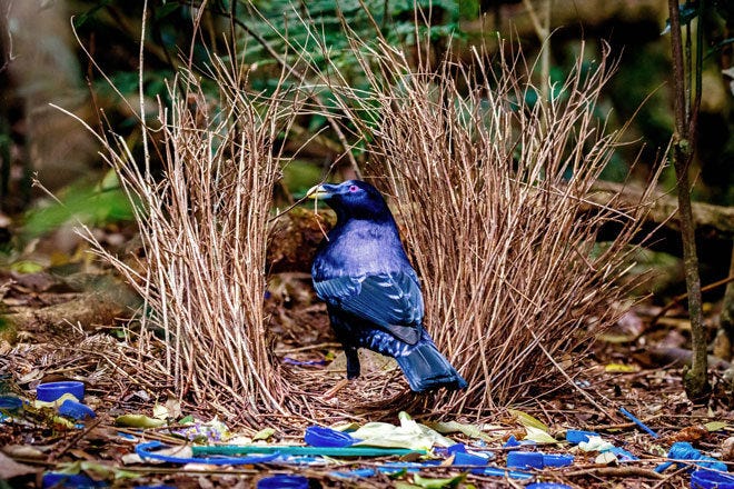 The blue satin bowerbird standing proudly in a circular bower made from twigs, surrounded by blue plastic detritus.