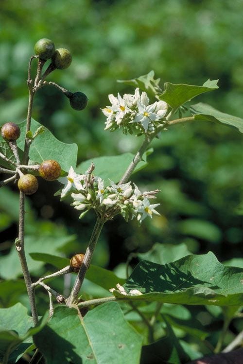 Solanum torvum [plant, flowers, fruit - ATLAS - Anon., 1997].jpeg