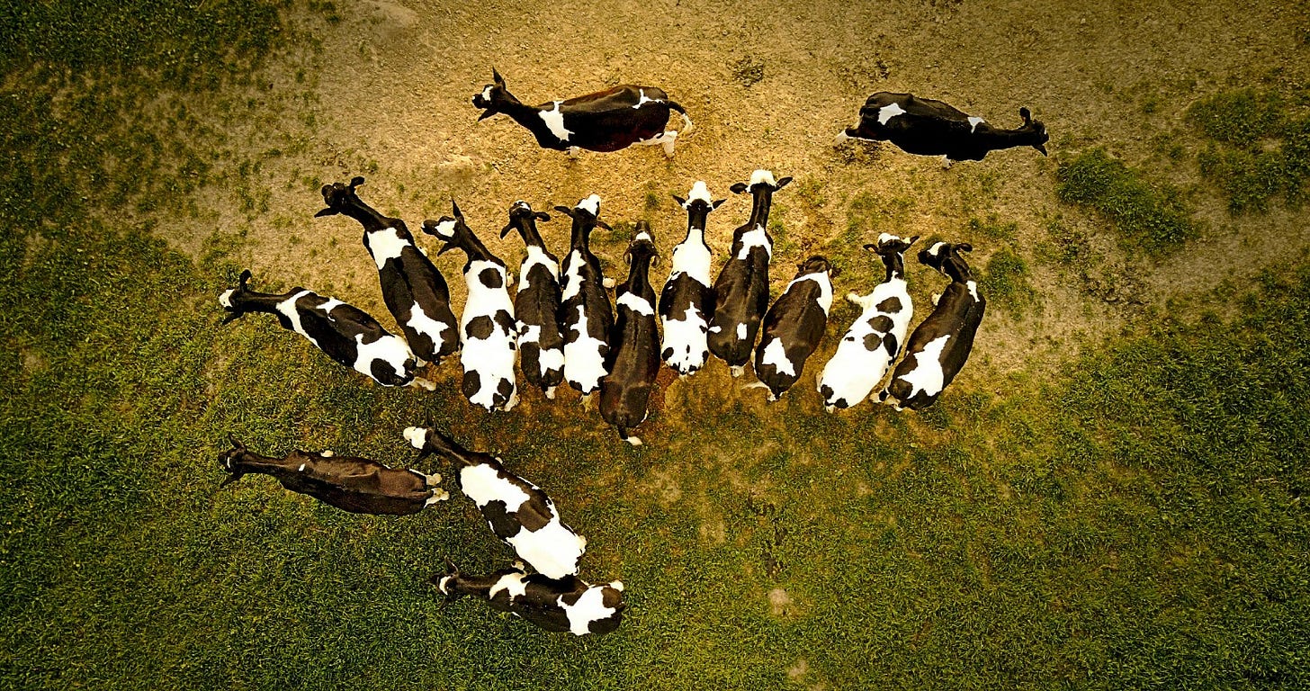 small herd of dairy cows from a drone small herd of dairy cows from a drone