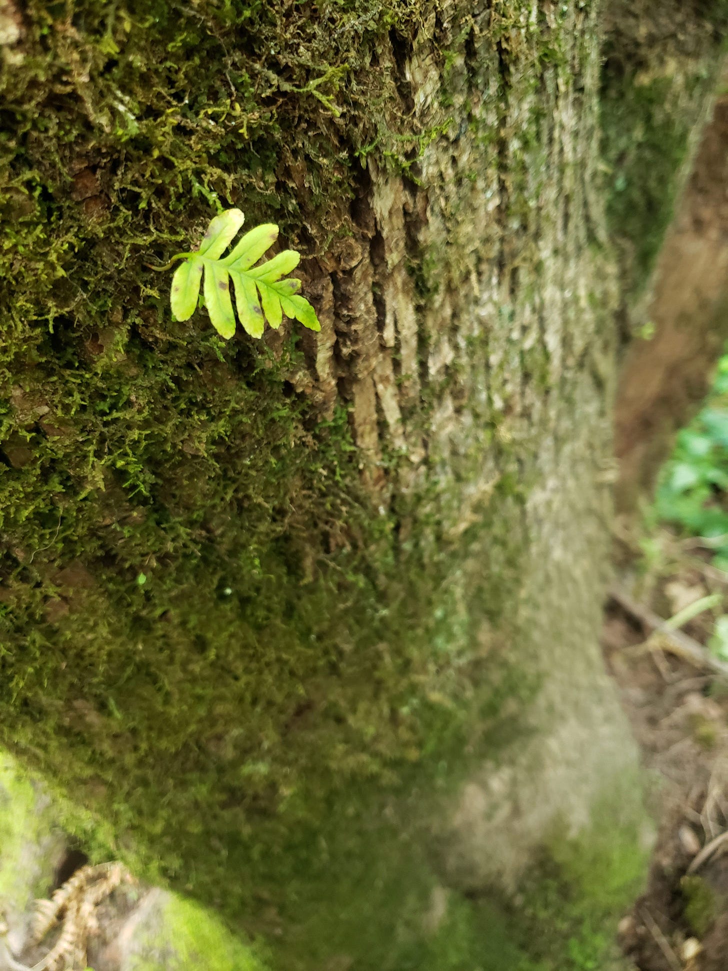 a tiny leaf sprouting from the moss on the bark of a tree