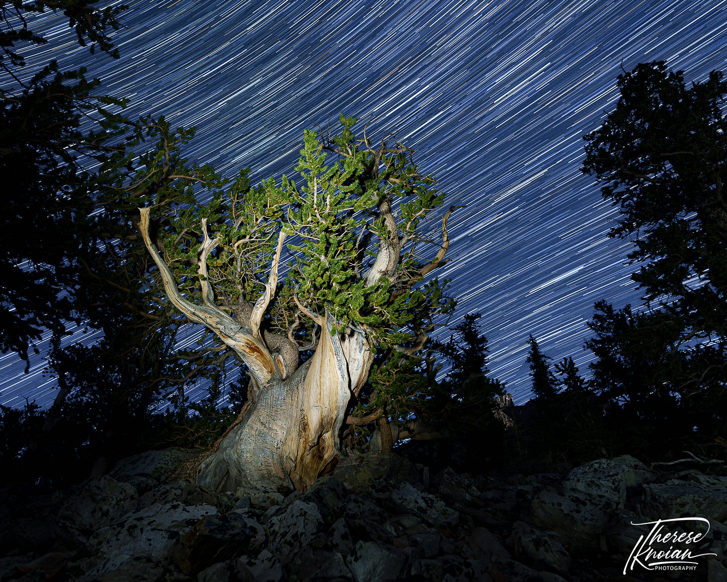 Photo of a bristlecone pine and star trails in Great Basin National Park, Nevada. 