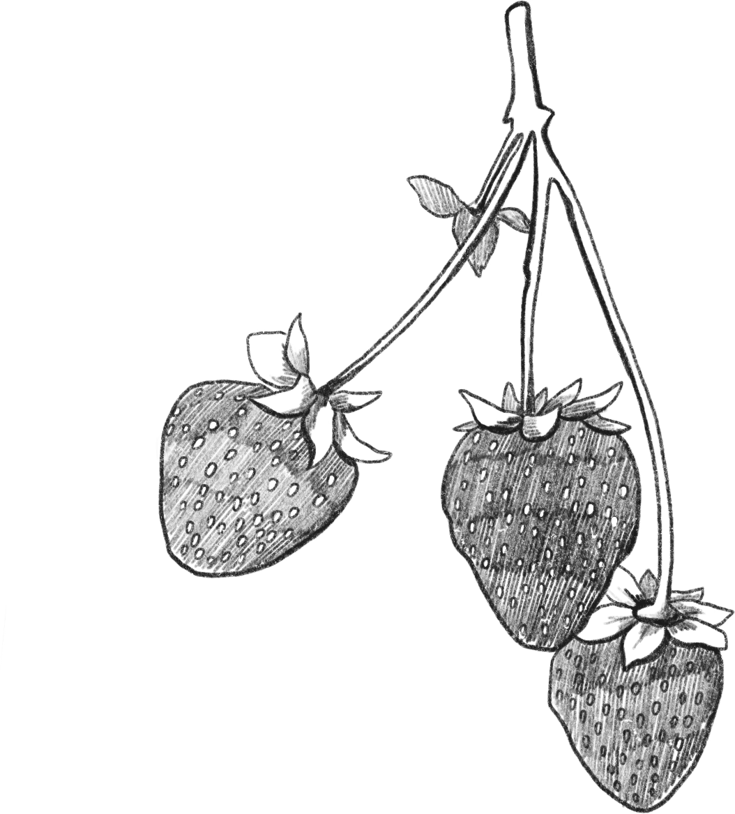 line drawing of three strawberries on the stem